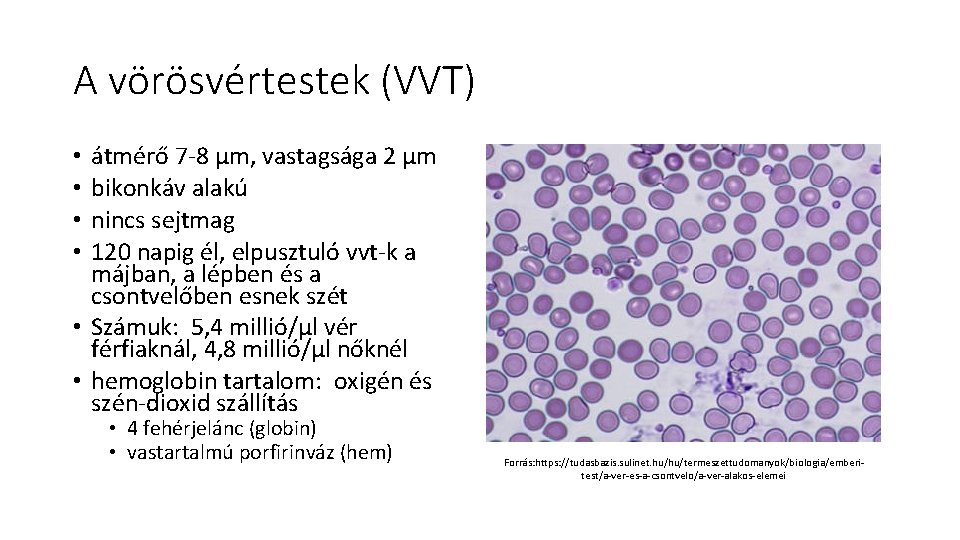 A vörösvértestek (VVT) átmérő 7 -8 µm, vastagsága 2 µm bikonkáv alakú nincs sejtmag