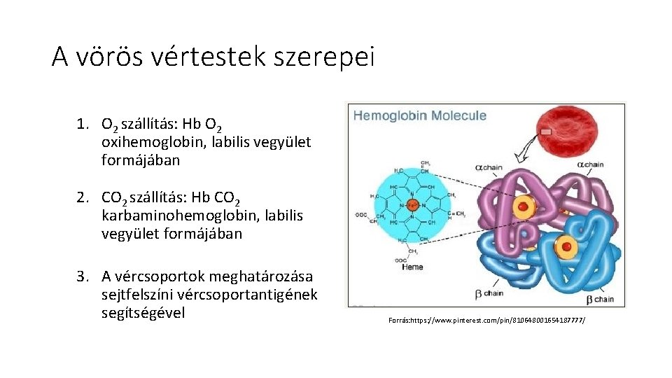 A vörös vértestek szerepei 1. O 2 szállítás: Hb O 2 oxihemoglobin, labilis vegyület