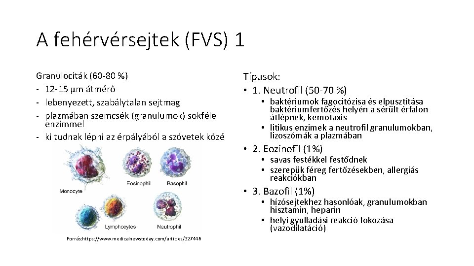 A fehérvérsejtek (FVS) 1 Granulociták (60 -80 %) - 12 -15 μm átmérő -
