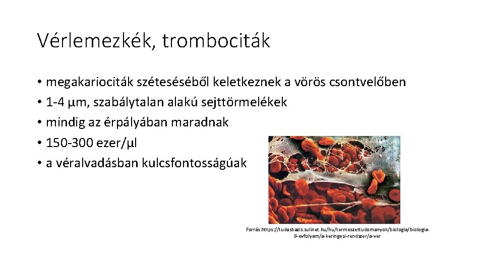 Vérlemezkék, trombociták • megakariociták széteséséből keletkeznek a vörös csontvelőben • 1 -4 µm, szabálytalan