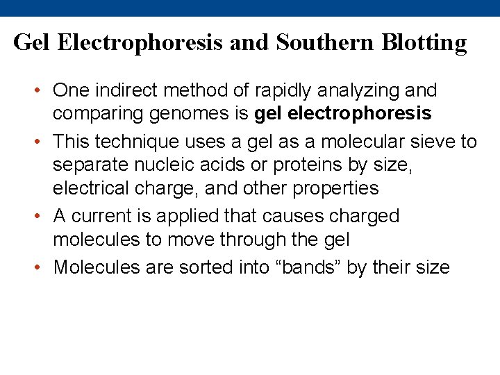 Gel Electrophoresis and Southern Blotting • One indirect method of rapidly analyzing and comparing