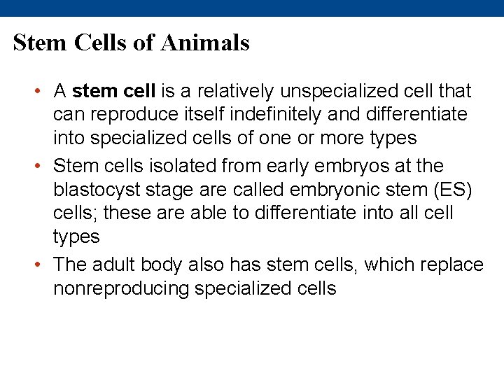 Stem Cells of Animals • A stem cell is a relatively unspecialized cell that