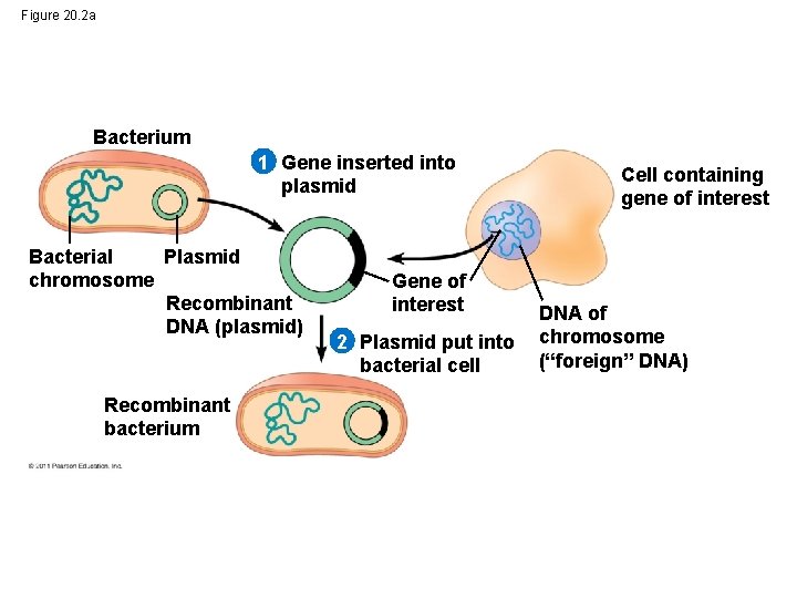 Figure 20. 2 a Bacterium 1 Gene inserted into plasmid Bacterial Plasmid chromosome Recombinant