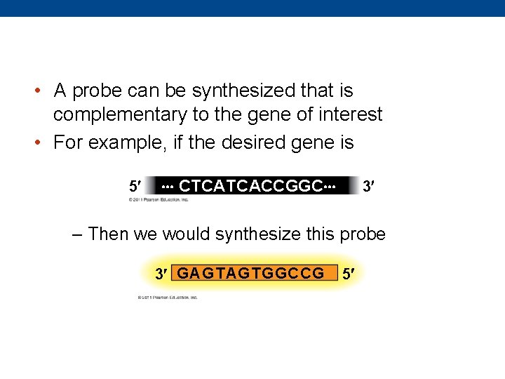  • A probe can be synthesized that is complementary to the gene of