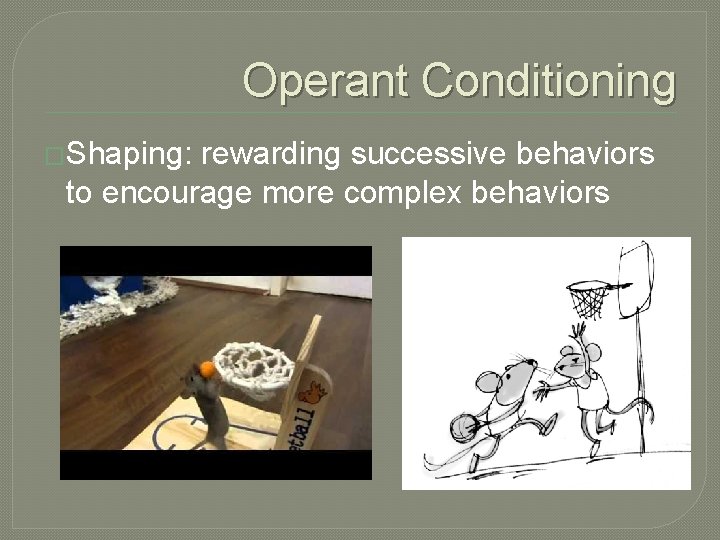 Operant Conditioning �Shaping: rewarding successive behaviors to encourage more complex behaviors 