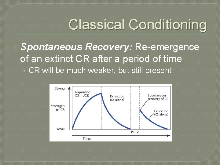 Classical Conditioning �Spontaneous Recovery: Re-emergence of an extinct CR after a period of time