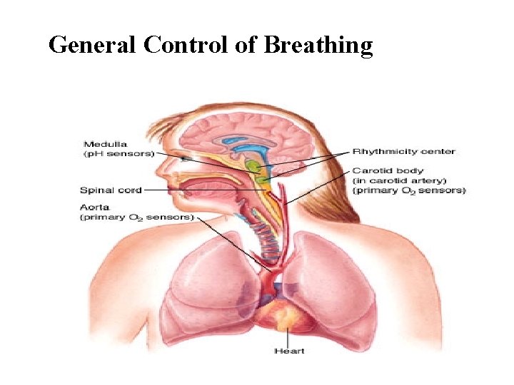 General Control of Breathing 