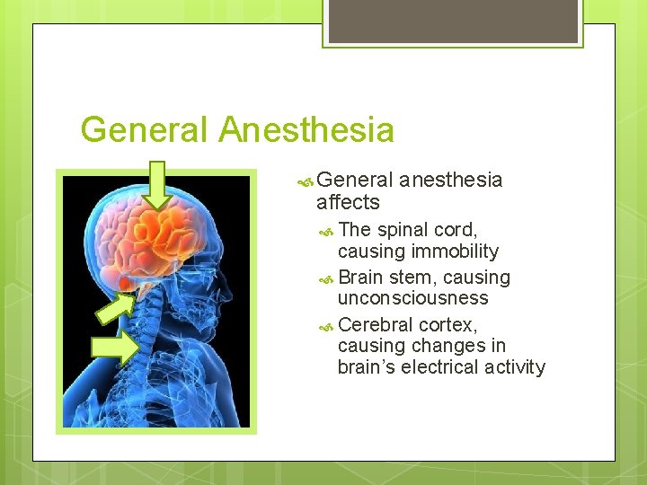 General Anesthesia General affects The anesthesia spinal cord, causing immobility Brain stem, causing unconsciousness General Anesthesia General affects The anesthesia spinal cord, causing immobility Brain stem, causing unconsciousness