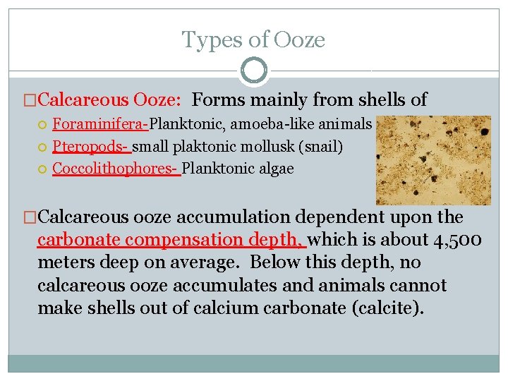 Types of Ooze �Calcareous Ooze: Forms mainly from shells of Foraminifera-Planktonic, amoeba-like animals Pteropods-