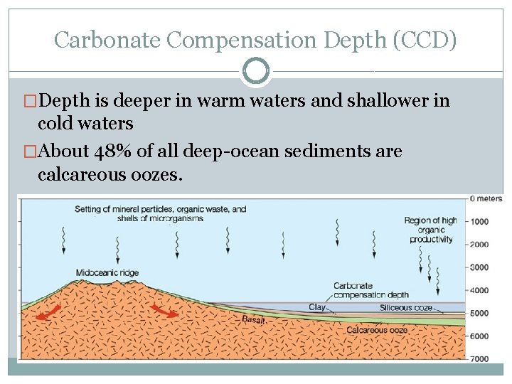 Carbonate Compensation Depth (CCD) �Depth is deeper in warm waters and shallower in cold