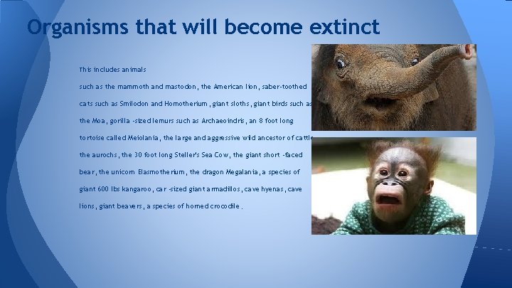Organisms that will become extinct This includes animals such as the mammoth and mastodon,