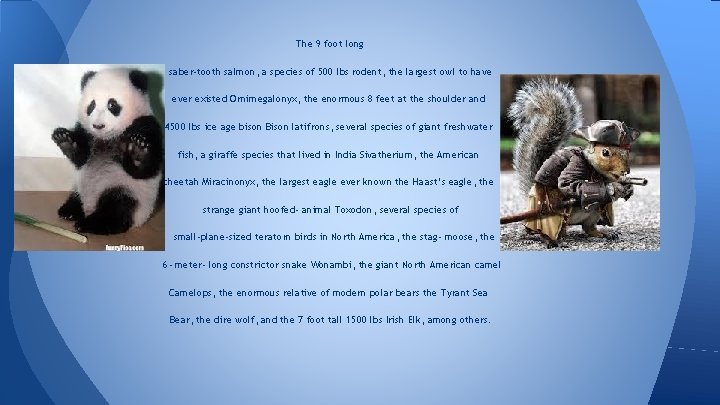 The 9 foot long saber tooth salmon, a species of 500 lbs rodent, the