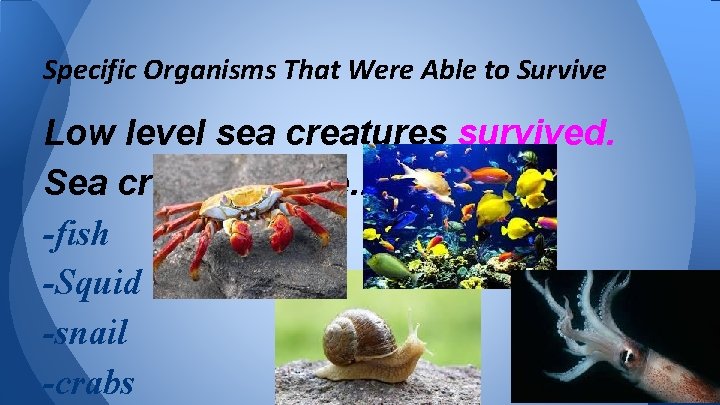 Specific Organisms That Were Able to Survive Low level sea creatures survived. Sea creatures