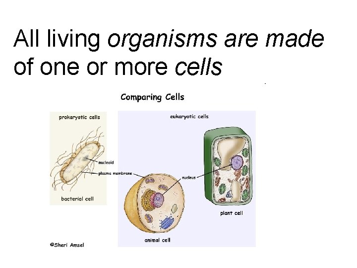 All living organisms are made of one or more cells 