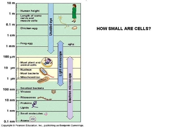 HOW SMALL ARE CELLS? 