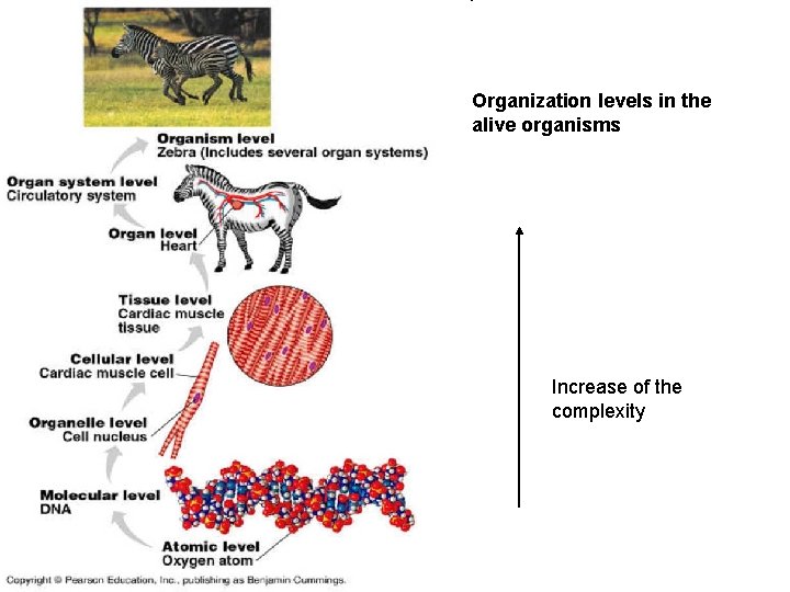 Organization levels in the alive organisms Increase of the complexity 