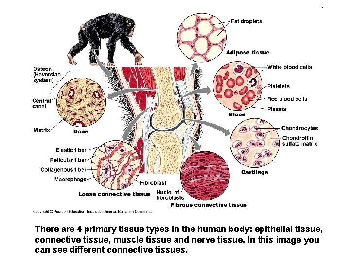 There are 4 primary tissue types in the human body: epithelial tissue, connective tissue,