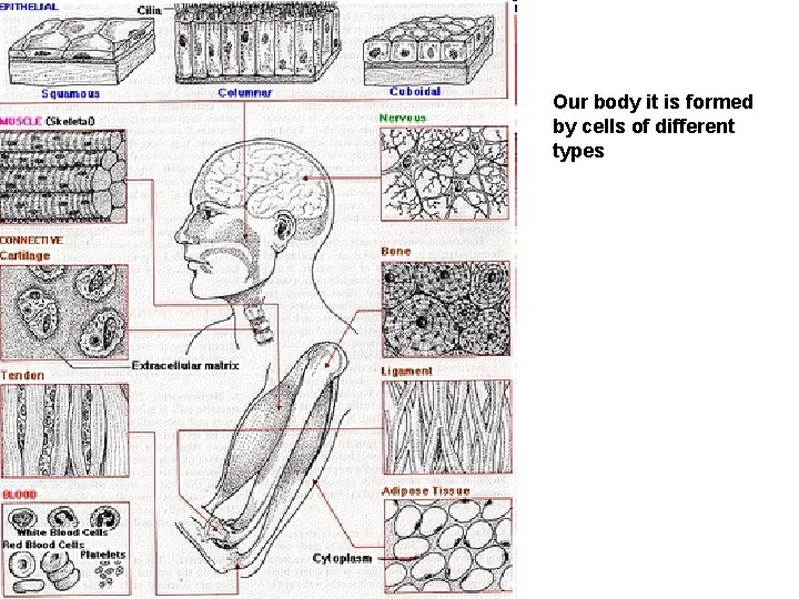 Our body it is formed by cells of different types 