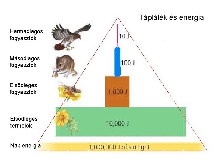 Táplálék és energia Harmadlagos fogyasztók Másodlagos fogyasztók Elsődleges termelők Nap energia 