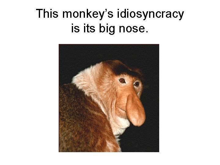 This monkey’s idiosyncracy is its big nose. 