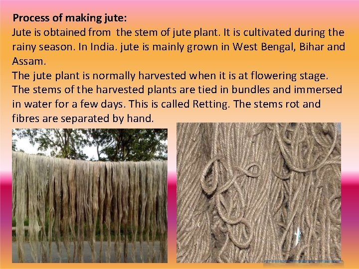 Process of making jute: Jute is obtained from the stem of jute plant. It