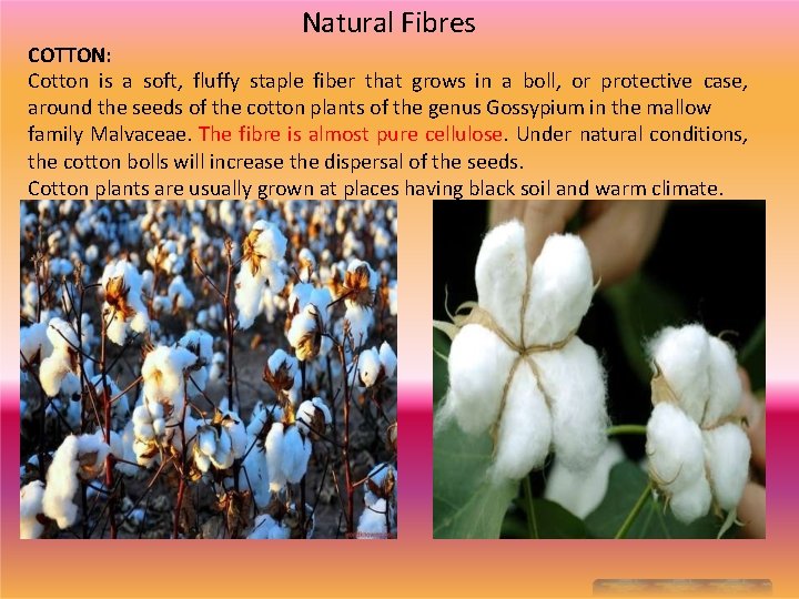Natural Fibres COTTON: Cotton is a soft, fluffy staple fiber that grows in a