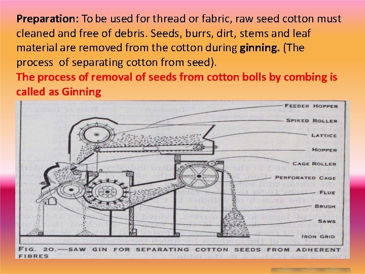 Preparation: To be used for thread or fabric, raw seed cotton must cleaned and