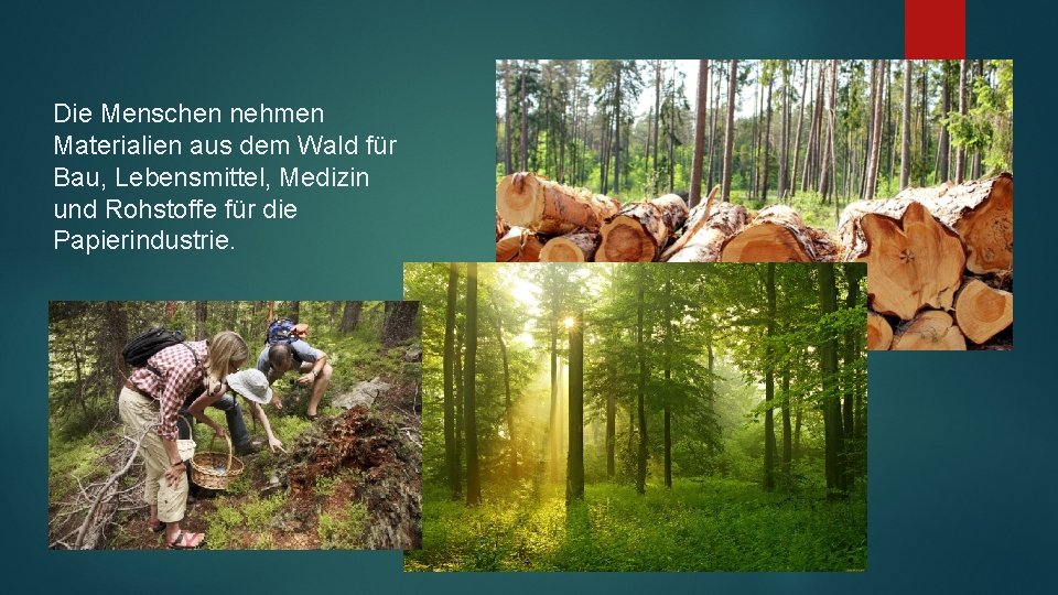 Die Menschen nehmen Materialien aus dem Wald für Bau, Lebensmittel, Medizin und Rohstoffe für