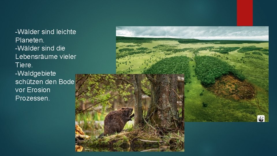 -Wälder sind leichte Planeten. -Wälder sind die Lebensräume vieler Tiere. -Waldgebiete schützen den Boden