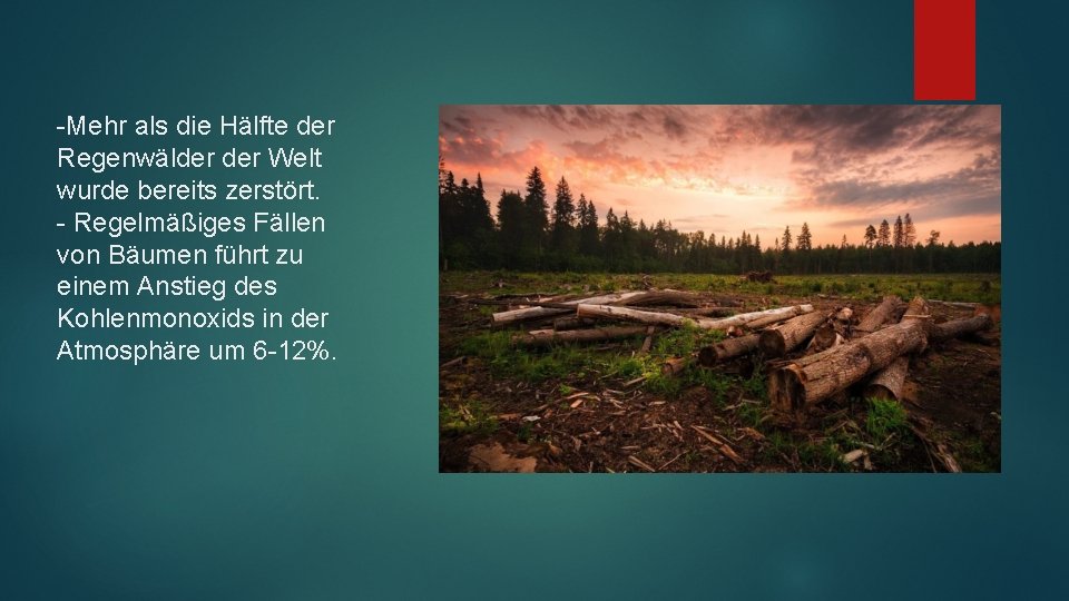 -Mehr als die Hälfte der Regenwälder Welt wurde bereits zerstört. - Regelmäßiges Fällen von