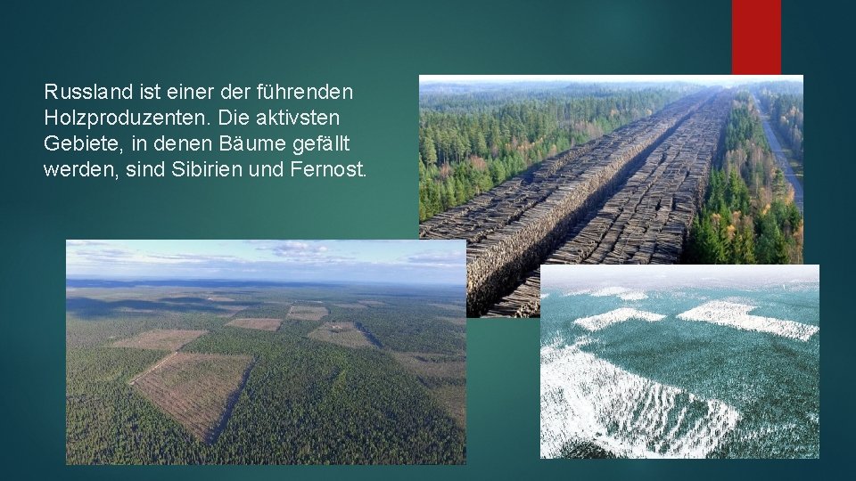 Russland ist einer der führenden Holzproduzenten. Die aktivsten Gebiete, in denen Bäume gefällt werden,