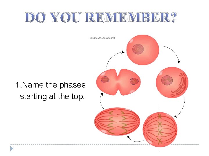 DO YOU REMEMBER? 1. Name the phases starting at the top. 