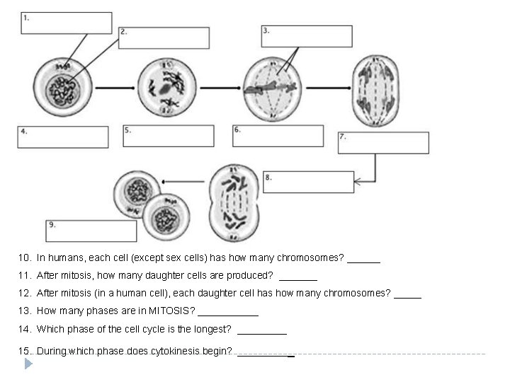 10. In humans, each cell (except sex cells) has how many chromosomes? ______ 11.