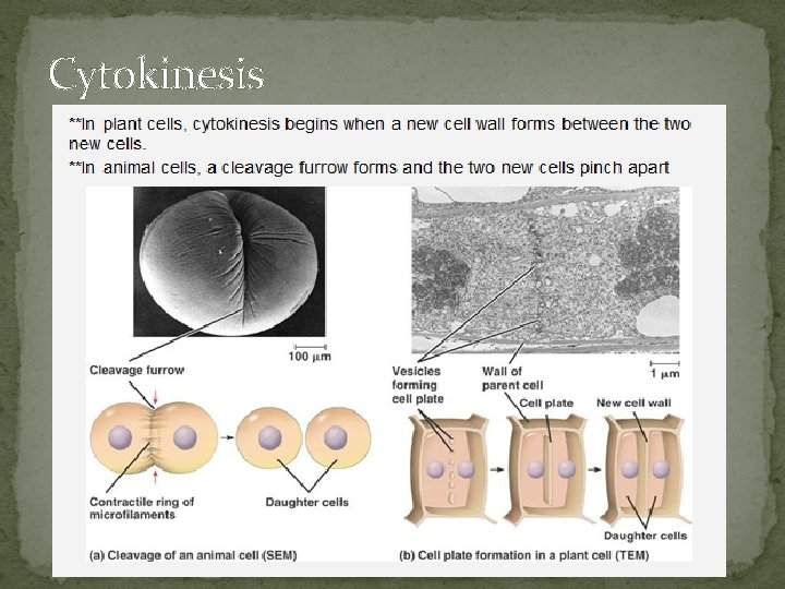 Cytokinesis 