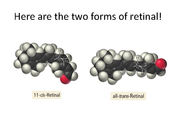 Here are the two forms of retinal! 