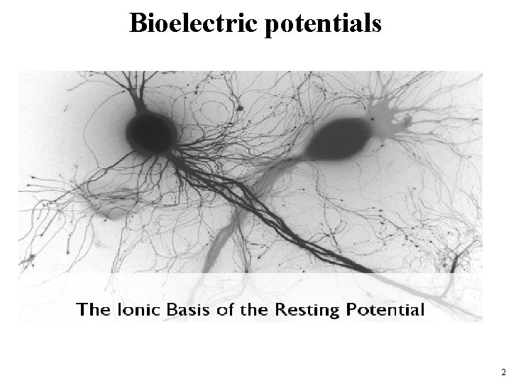 Bioelectric potentials 2 