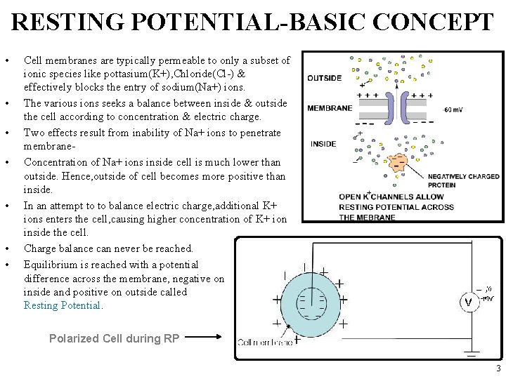 RESTING POTENTIAL-BASIC CONCEPT • • Cell membranes are typically permeable to only a subset