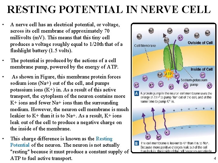 RESTING POTENTIAL IN NERVE CELL • A nerve cell has an electrical potential, or