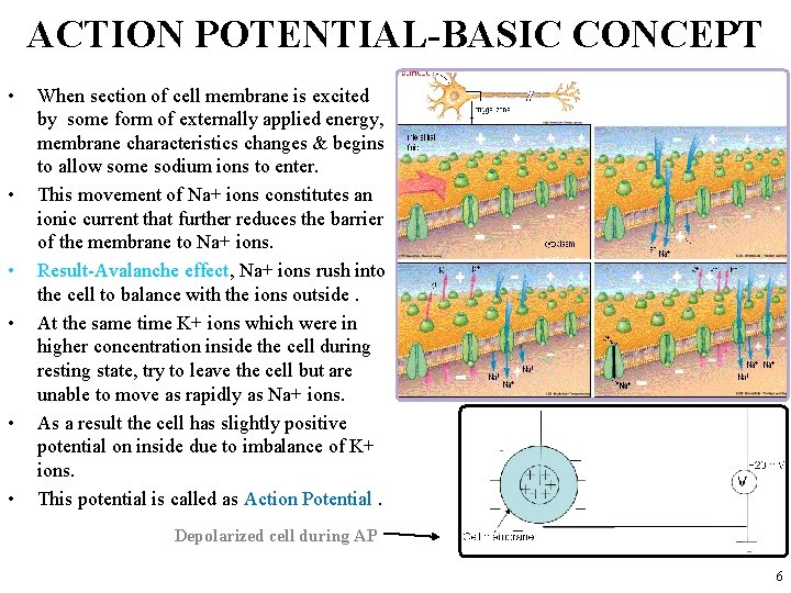ACTION POTENTIAL-BASIC CONCEPT • • • When section of cell membrane is excited by