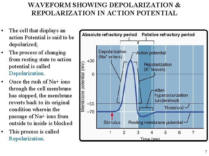 WAVEFORM SHOWING DEPOLARIZATION & REPOLARIZATION IN ACTION POTENTIAL • The cell that displays an