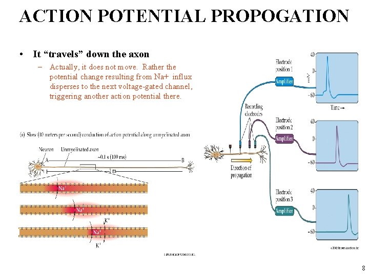 ACTION POTENTIAL PROPOGATION • It “travels” down the axon – Actually, it does not