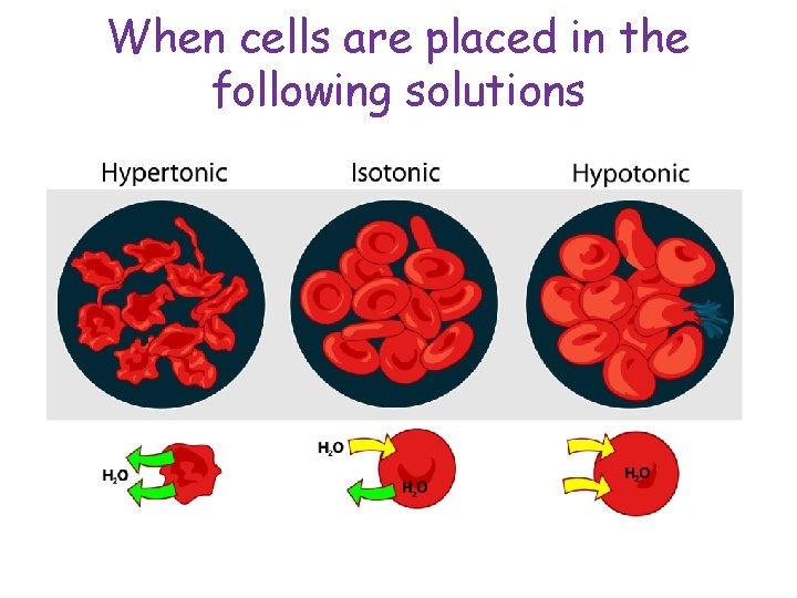 When cells are placed in the following solutions 