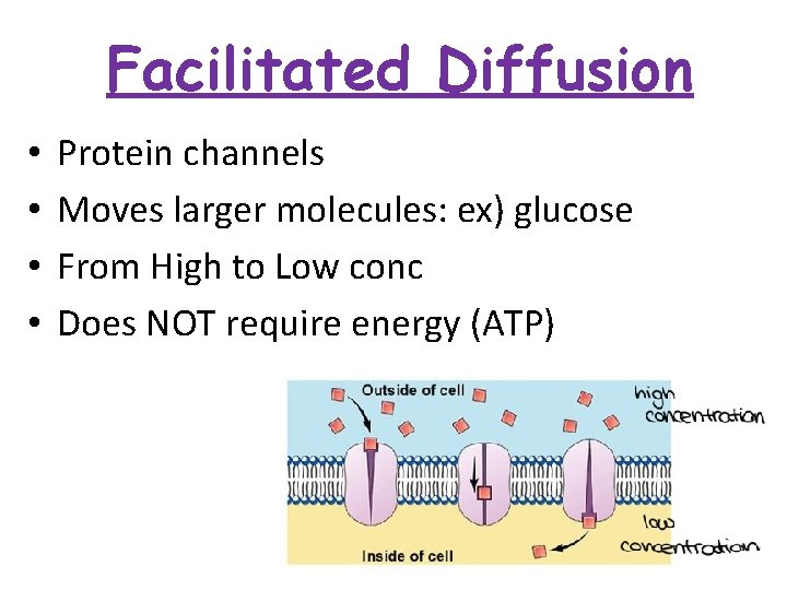 Facilitated Diffusion • • Protein channels Moves larger molecules: ex) glucose From High to