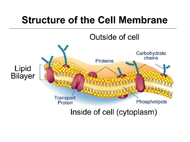Cell Membrane and Transport Cell Membrane aka plasma