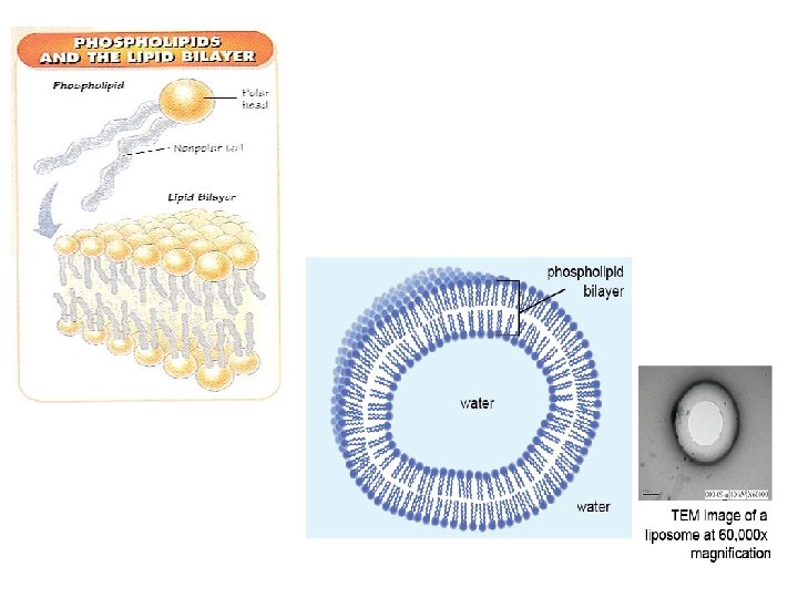 Cell Membrane and Transport Cell Membrane aka plasma