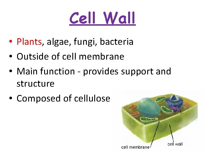 Cell Wall • Plants, algae, fungi, bacteria • Outside of cell membrane • Main