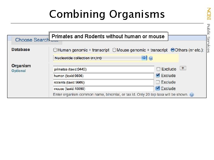 Primates and Rodents without human or mouse NCBI Public Services Combining Organisms 