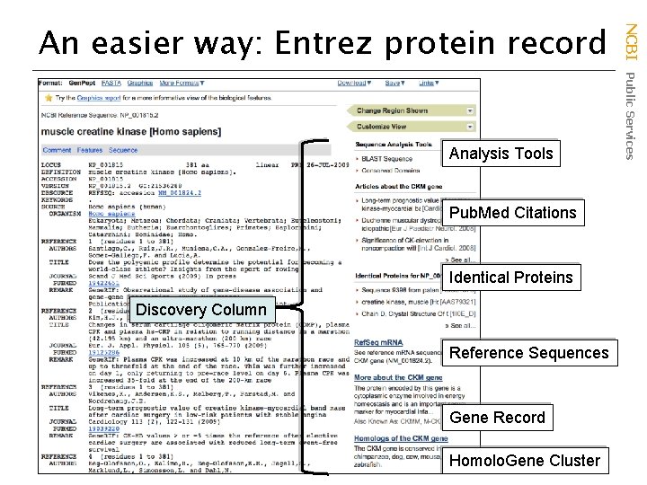 Analysis Tools Pub. Med Citations Identical Proteins Discovery Column Reference Sequences Gene Record Homolo.