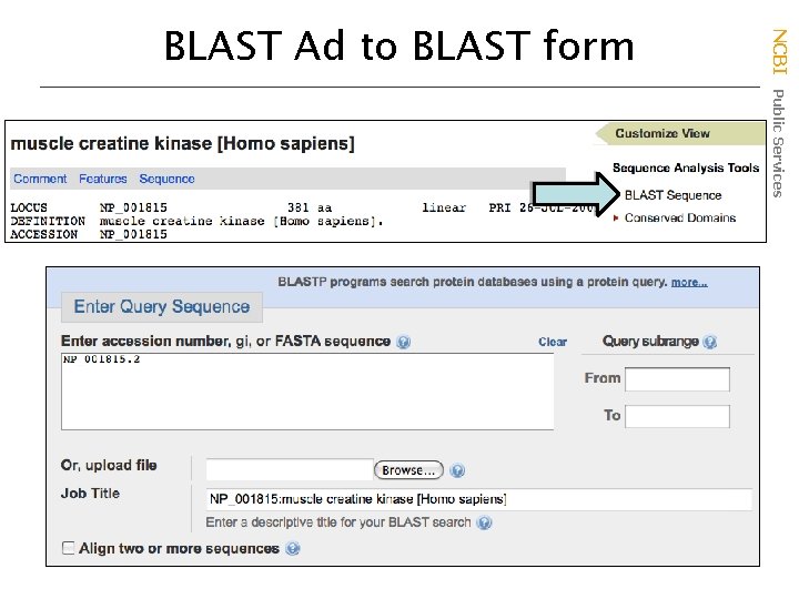NCBI Public Services BLAST Ad to BLAST form 
