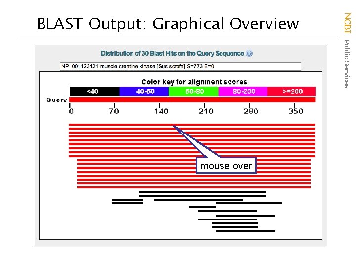 mouse over NCBI Public Services BLAST Output: Graphical Overview 